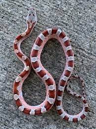 Pied Sided Corn Snake