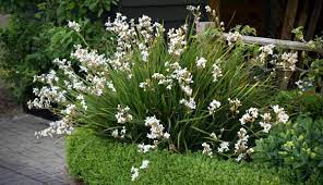 Libertia grandiflora 2 Litre