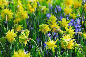 Daffodil Narcissus 'Rip Van Winkle' (7 Pack)