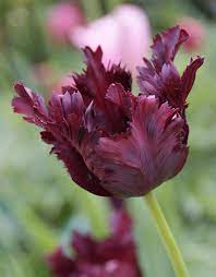 Tulip 'Black Parrot' (6 pack)