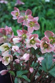 Helleborus 'Angel Glow' | Lenten Rose 2L