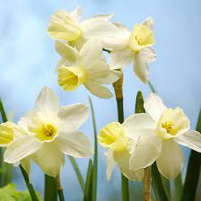 Daffodil Narcissus 'Sailboat' (8 Pack)