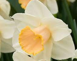 Daffodil Narcissus 'Salome' 1.5kg