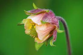 Geum rivale | Water Avens P9
