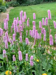 Persicaria bistorta P9