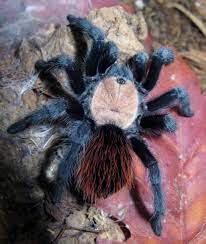 Mexican Golden Red Rump Tarantula | Brachypelma albiceps (Med)
