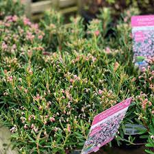 Andromeda polifolia 'Blue Ice' (2 Litre)