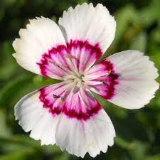 Dianthus 'Arctic Fire' 9cm