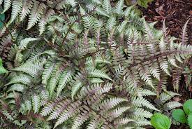 Athyrium niponicum var. pictum | Japanese Painted Fern