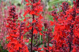 Lobelia cardinalis 'Queen Victoria' 2 Litre