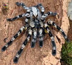 Indian ornamental tarantula | Poecilotheria regalis (Juvenile)