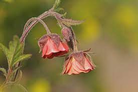 Geum rivale | Water Avens P9