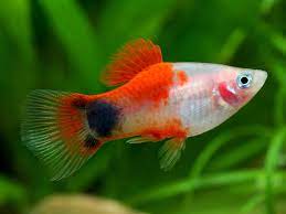 Red Top Mickey Mouse Platy (ML)