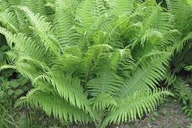 Athyrium filix-femina | Lady Fern 2 Litre
