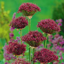 Allium atropurpureum (7 Bulbs Per Pack)