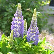 Lupin Gallery Blue 9cm