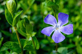 Vinca Major | Greater Periwinkle (2 Litre)