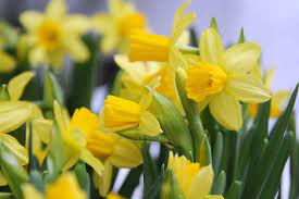 Daffodil Narcissus 'Tete a Tete' (18 Pack)