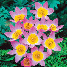 Tulip bakeri 'Lilac Wonder' (12 pack)