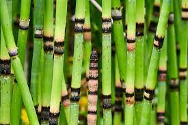 Equisetum hyemale | Horsetail P9