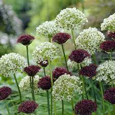Allium atropurpureum (7 Bulbs Per Pack)