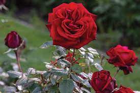 Ingrid Bergman Hybrid Tea Rose 4.5 Litre