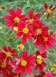 Coreopsis 'Red Satin' (2 Litre)