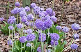 Primula denticulata Blue