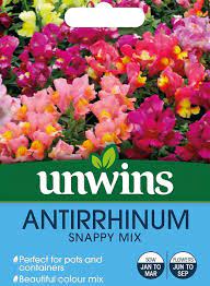 Antirrhinum Snappy Mix
