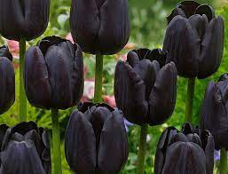 Tulip 'Paul Scherer' (10 Pack)