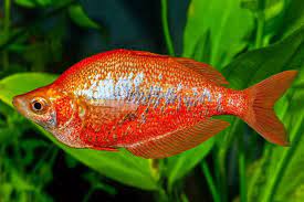 Red Rainbow 2" Fish