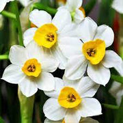 Daffodil 'Canaliculatus'