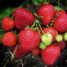 Fragaria 'Elsanta'  P9