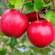 Apple 'Red Prince'