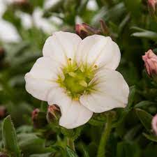 Saxifraga Lofty Bush