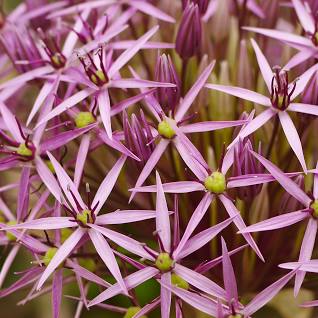 Allium Christophii | Star of Persia (3 Litre)