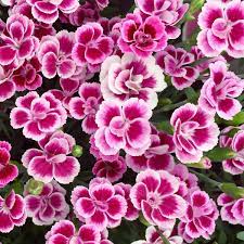 Dianthus Pink Kisses (P12)