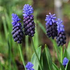 Muscari latifolium | Grape Hyacinth (20 Pack)