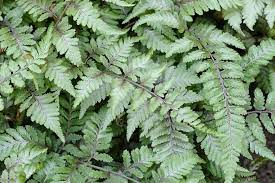 Athyrium niponicum var. pictum | Japanese Painted Fern