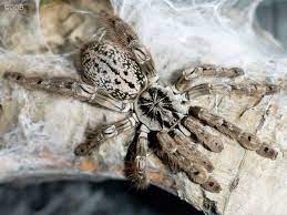 Togo Starburst Baboon Tarantula | Heteroscodra maculata (Med)