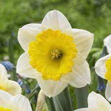 Daffodil Narcissus 'Ice Follies' (1.5kg)