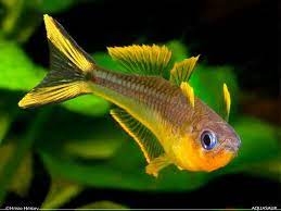 Forktail Rainbowfish | Popondetta furcata (L)