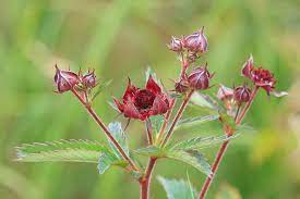 Potentilla palustris | Bogbean Cinquefoil P9