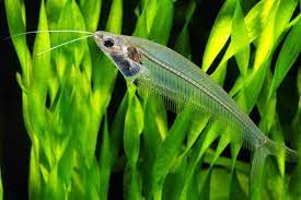 Glass Catfish | Kryptopterus vitreolus