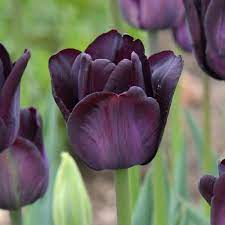 Tulip 'Paul Scherer' (10 Pack)