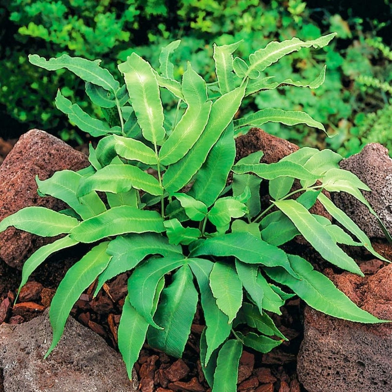 Dryopteris sieboldii 2L