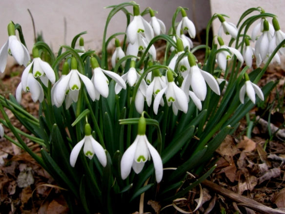 Galanthus Woronowii | Snowdrops (35 Pack)