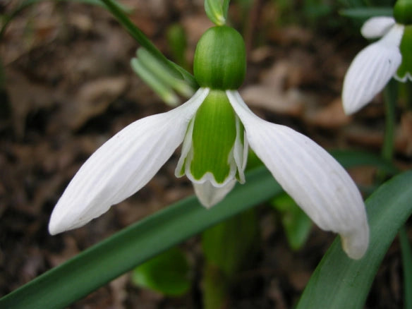 Galanthus Woronowii Ikariae | Snowdrops (10 Pack)