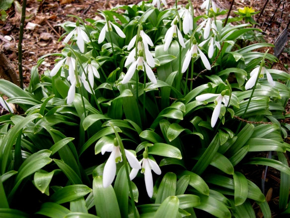 Galanthus Woronowii | Snowdrops (35 Pack)