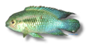 Dwarf flag acara (Laetacara curviceps), Petra Aqua supplier image